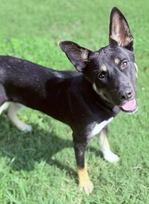 Ashton, German Shepherd Dog Mix, young, available for adoption