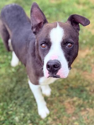 A dark brown and white dog with floppy ears and pink accents on its nose is looking up at the camera, standing on a grassy lawn.