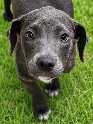 Gardenia, Labrador Retriever Mix, puppy, available for adoption