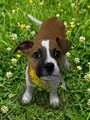 Arrow, Terrier Mix, puppy, available for adoption