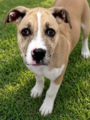 Eclipse, Hound Mix, puppy, available for adoption
