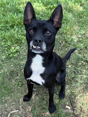 Casanova, Mixed Breed, adult, available for adoption