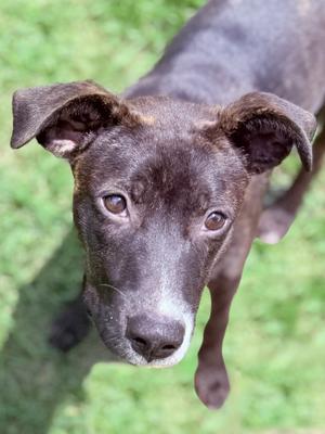 Cleo, Labrador Retriever Mix, young, available for adoption