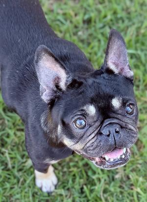 A black French Bulldog with white markings on its face and paws, standing on grass and looking up with its mouth open.