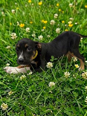 Anya, Terrier Mix, puppy, available for adoption