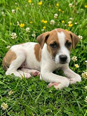 Bagheera, Terrier Mix, puppy, available for adoption