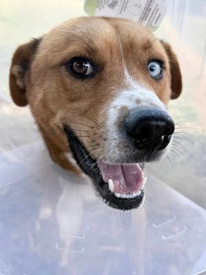 Javier, Siberian Husky Mix, adult, available for adoption