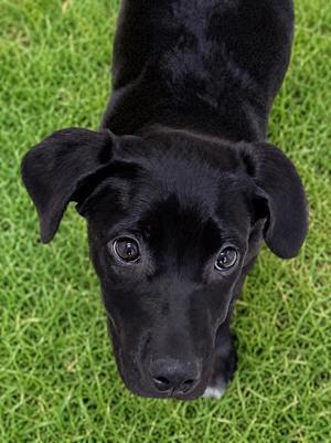 Gamora, Labrador Retriever Mix, puppy, available for adoption