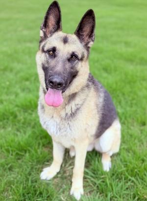 Finrir, German Shepherd Dog Mix, adult, available for adoption