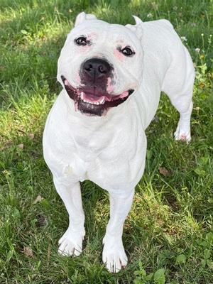 Daisy, Pit Bull Terrier Mix, adult, available for adoption