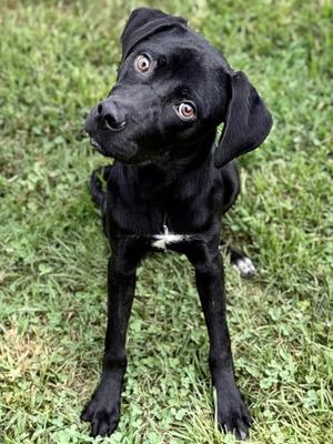 Chaz, Labrador Retriever Mix, young, available for adoption