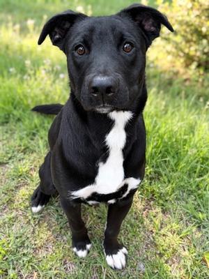 Austin, Labrador Retriever Mix, adult, available for adoption