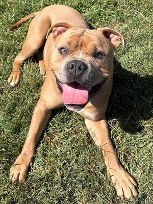 Bronco, Pit Bull Terrier Mix, young, available for adoption