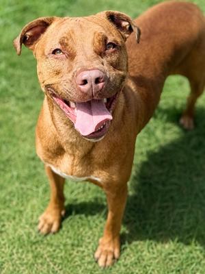 Bogi, Labrador Retriever Mix, adult, available for adoption