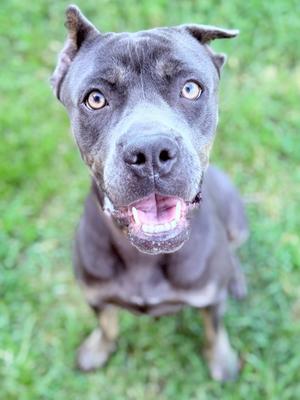 A gray dog with bright eyes and a happy expression, sitting on a grassy field.