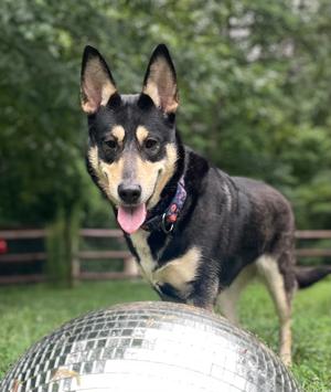 Lady, German Shepherd Dog, adult, available for adoption