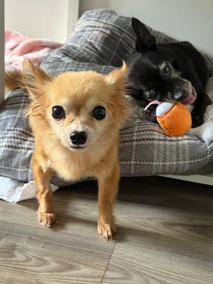 Iris, Chihuahua, available for adoption