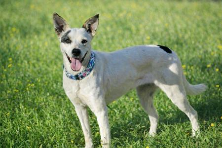 Ethel Mae, Australian Cattle Dog, adult, available for adoption