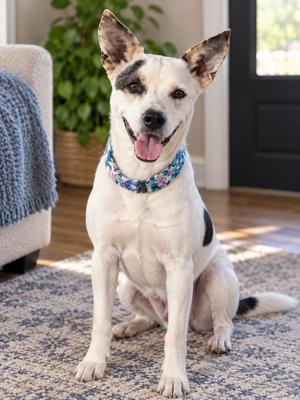 Ethel Mae, Australian Cattle Dog, adult, available for adoption