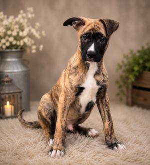Jasper, German Shepherd Dog, available for adoption