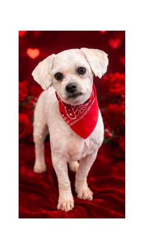 Gizmo, Bichon Frise, adult, available for adoption