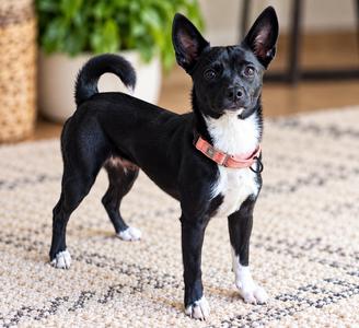 Cutie Pie, Feist / Chihuahua, adult, available for adoption