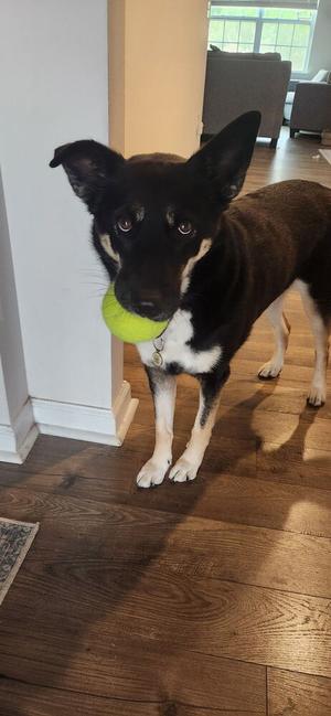 Siyah, Shepherds (All Types), adult, available for adoption