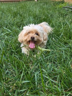 Biscuit, Poodles (All Types), senior, available for adoption