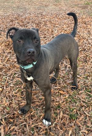 Luke, Mixed Breed, adult, available for adoption
