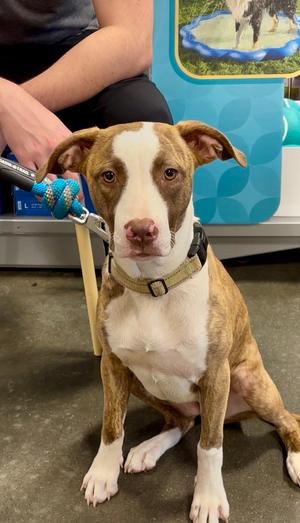 Fawna, Mixed Breed, puppy, available for adoption