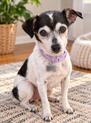 Jasmine, Chihuahua, senior, available for adoption