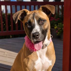 Esme, Boxer / Mixed Breed, adult, available for adoption