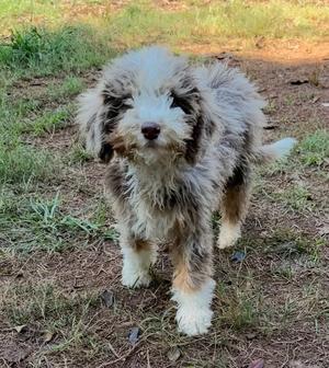 a fluffy dog with a mix of white, black, and brown fur standing on a grassy area