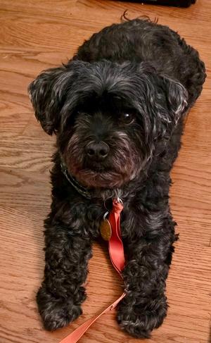 Duffy, Shih Tzu / Poodles (All Types), senior, available for adoption