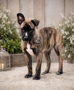 Onyx, German Shepherd Dog, available for adoption