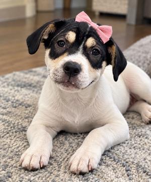 Jolene, Labrador Retriever / Shar Pei, puppy, available for adoption