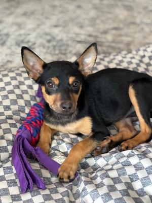 Chicken Nugget, Miniature Pinscher, puppy, available for adoption