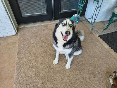 A husky dog sitting on a carpeted floor with its mouth open, looking up.