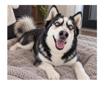 Marshall, Husky, adult, available for adoption