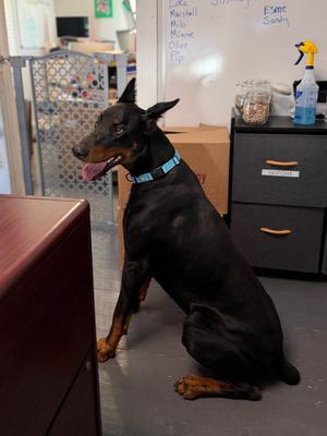 Keiser, Doberman Pinscher, adult, available for adoption