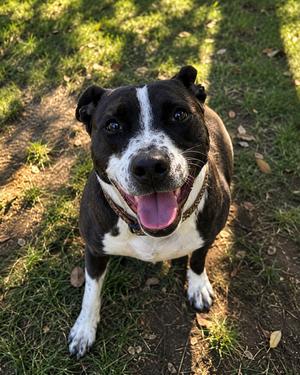Sadie, Terrier (Unknown Type, Medium), adult, available for adoption