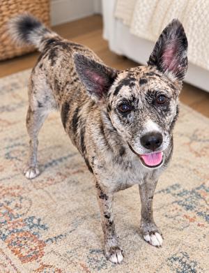 A merle-colored dog with large ears and a pink tongue standing on a patterned rug.