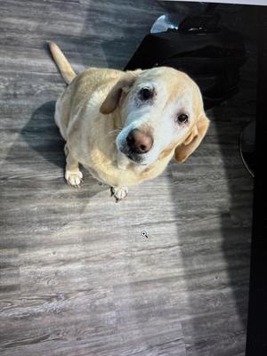 Gabby, Labrador Retriever, available for adoption