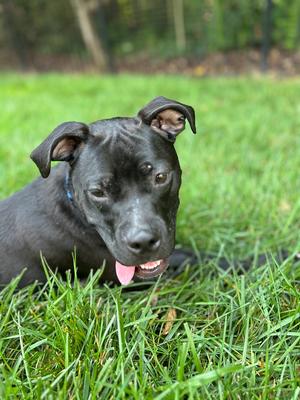 Phoenix, Terriers (Medium), puppy, available for adoption