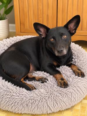 Gabby, Welsh Corgi / German Shepherd Dog, adult, available for adoption