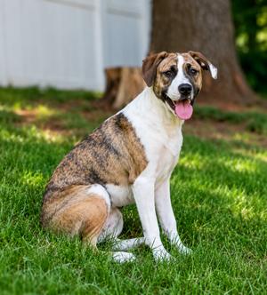 Chilly, Boxer / Terrier (Unknown Type, Medium), puppy, available for adoption