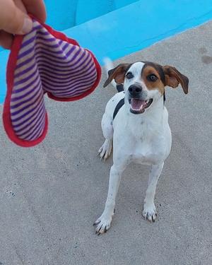 Lenny, Hound (Unknown Type), adult, available for adoption