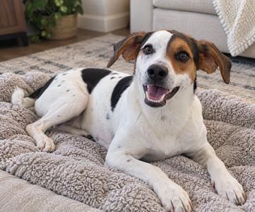 A happy dog lying on a cozy blanket