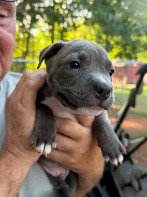 Gaston, French Bulldog, puppy, available for adoption