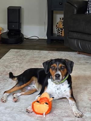 Henry, Beagle, adult, available for adoption